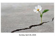Concert Poster with a crack in cement and a flower growing out of it