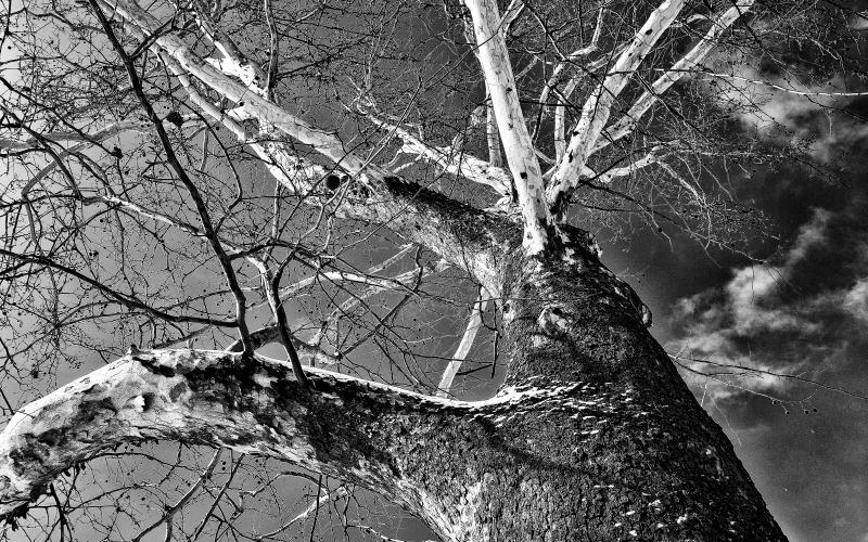 Overall Second Best in Show - "Tree" by Kevin Corona-Maciel