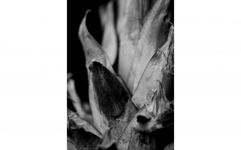 Honorable Mention in Still Life - "Pineapple Leaves" by Lexi Petka